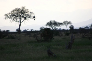 kenya 137